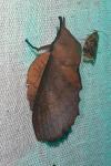 Gastropacha quercifolia