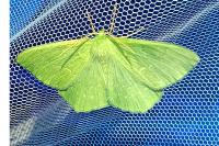 Geometra papilionaria