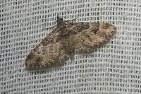 Gymnoscelis rufifasciata