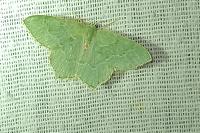Hemithea aestivaria