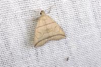 Herminia grisealis