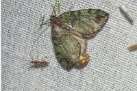 Hydriomena furcata
