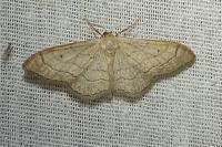 Idaea aversata