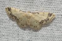 Idaea trigeminata
