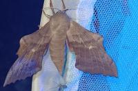 Laothoe populi