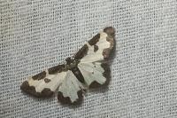 Lomaspilis marginata