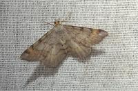 Macaria liturata