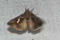 Macdunnoughia confusa