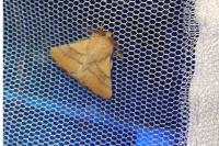 Malacosoma neustria