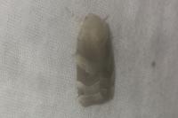 Noctua fimbriata