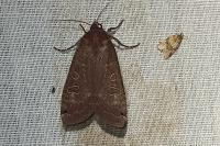 Noctua pronuba
