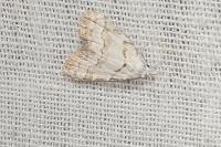 Nola aerugula