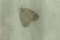 Ochropacha duplaris