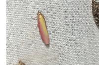 Oncocera semirubella