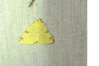 Opisthograptis luteolata