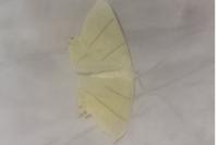 Ourapteryx sambucaria