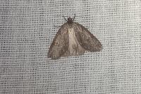 Pachycnemia hippocastanaria hippocastanaria
