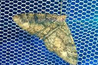 Parectropis similaria