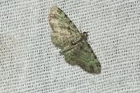 Pasiphila rectangulata