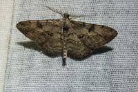 Peribatodes rhomboidaria rhomboidaria