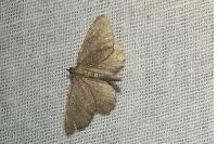 Philereme vetulata