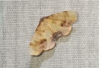 Plagodis dolabraria