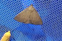 Polypogon plumigeralis