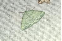 Pseudoterpna pruinata