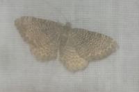 Rheumaptera undulata