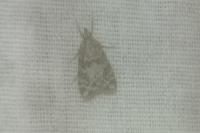 Scoparia ambigualis