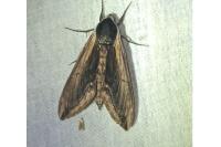 Sphinx ligustri