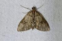 Thera vetustata