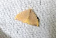 Watsonalla binaria