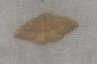Watsonalla cultraria
