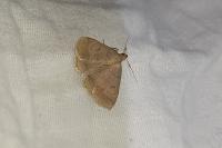 Zanclognatha lunalis
