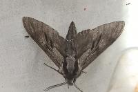 Hyloicus pinastri