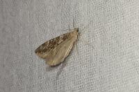 Thera britannica/variata