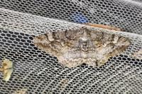 Alcis repandata