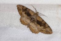 Alcis repandata