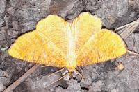 Angerona prunaria