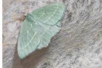 Hemistola chrysoprasaria