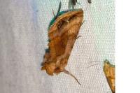 Autographa jota