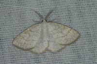 Cabera exanthemata