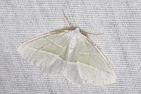 Campaea margaritaria