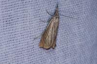 Chrysoteuchia culmella