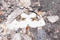 Cosmorhoe ocellata