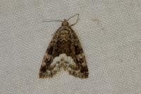 Deltote pygarga