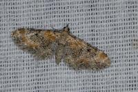 Eupithecia pulchellata