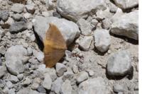 Watsonalla binaria
