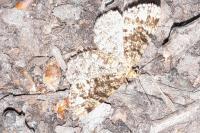 Eupithecia tantillaria